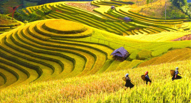harvest in Vietnam